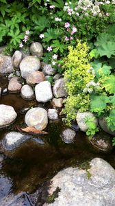 Превью обои камни, растения, вода, природа