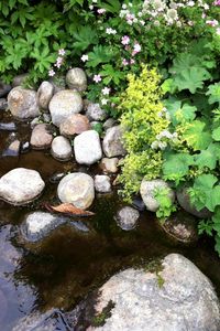 Превью обои камни, растения, вода, природа