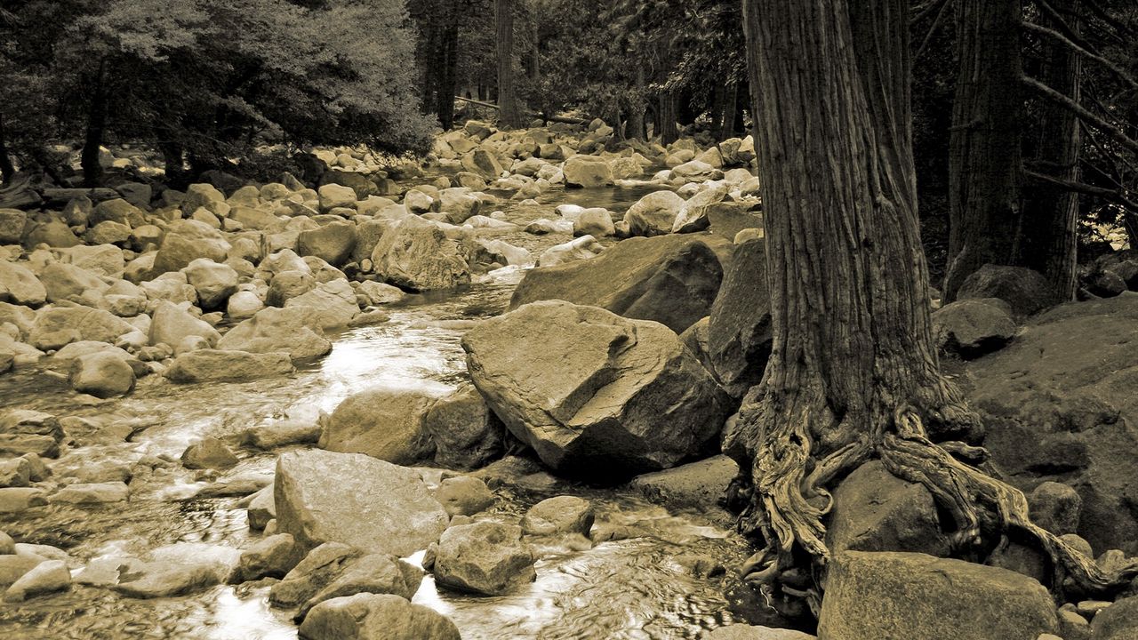 Обои камни, река, дерево, корни, ствол, черно-белые