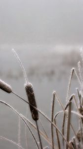 Превью обои камыши, иней, заморозки, ноябрь