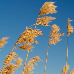Превью обои камыши, колосья, растение, макро