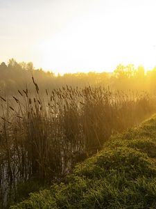 Превью обои камыши, озеро, утро, рассвет, туман, дерево