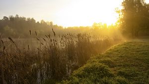 Превью обои камыши, озеро, утро, рассвет, туман, дерево