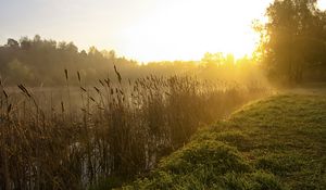 Превью обои камыши, озеро, утро, рассвет, туман, дерево