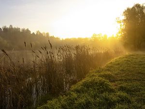 Превью обои камыши, озеро, утро, рассвет, туман, дерево