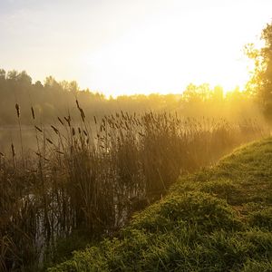 Превью обои камыши, озеро, утро, рассвет, туман, дерево