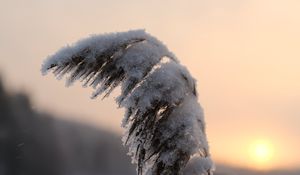 Превью обои камыши, растение, снег, сумерки, закат, макро