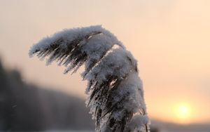 Превью обои камыши, растение, снег, сумерки, закат, макро