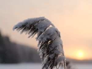 Превью обои камыши, растение, снег, сумерки, закат, макро