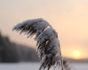 Превью обои камыши, растение, снег, сумерки, закат, макро