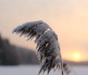 Превью обои камыши, растение, снег, сумерки, закат, макро