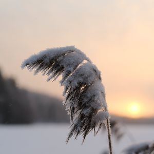 Превью обои камыши, растение, снег, сумерки, закат, макро