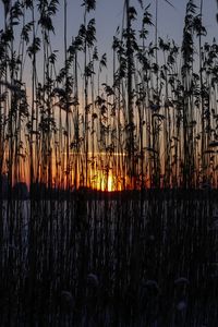 Превью обои камыши, растение, вода, закат, темный