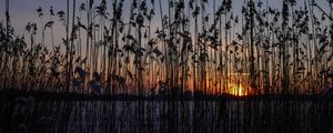 Превью обои камыши, растение, вода, закат, темный