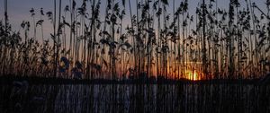 Превью обои камыши, растение, вода, закат, темный