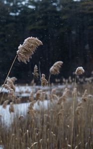 Превью обои камыши, стебли, снег, озеро, природа