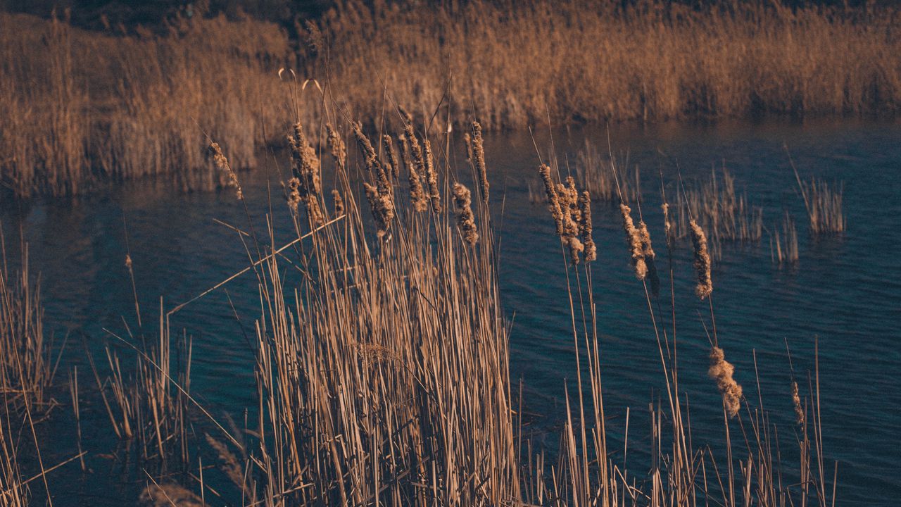 Фото камыша на болоте