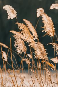 Превью обои камыши, трава, растение, природа