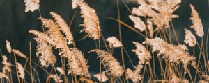 Превью обои камыши, трава, растение, природа