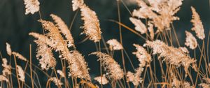Превью обои камыши, трава, растение, природа