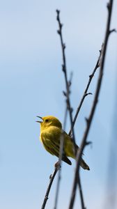 Превью обои камышовка, птица, желтый, яркий, ветки