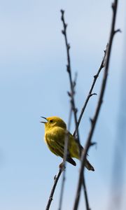 Превью обои камышовка, птица, желтый, яркий, ветки