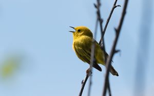 Превью обои камышовка, птица, желтый, яркий, ветки