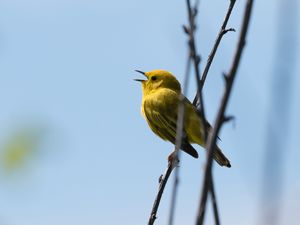 Превью обои камышовка, птица, желтый, яркий, ветки