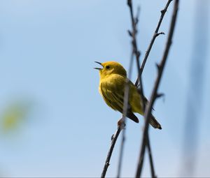 Превью обои камышовка, птица, желтый, яркий, ветки