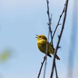 Превью обои камышовка, птица, желтый, яркий, ветки