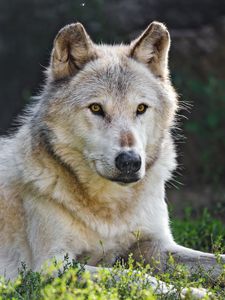 Превью обои канадский волк, волк, хищник, животное, дикая природа