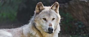 Превью обои канадский волк, волк, хищник, животное, дикая природа