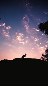 Превью обои kangaroo, silhouette, sky, evening, hill