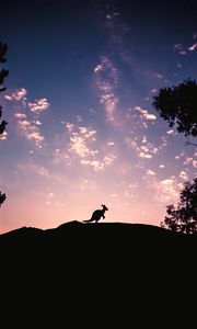 Превью обои kangaroo, silhouette, sky, evening, hill