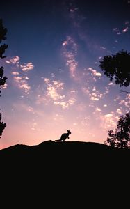 Превью обои kangaroo, silhouette, sky, evening, hill