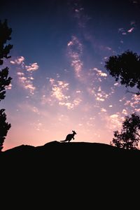 Превью обои kangaroo, silhouette, sky, evening, hill