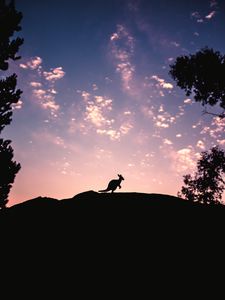 Превью обои kangaroo, silhouette, sky, evening, hill