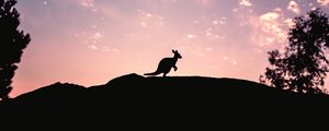 Превью обои kangaroo, silhouette, sky, evening, hill