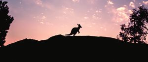 Превью обои kangaroo, silhouette, sky, evening, hill