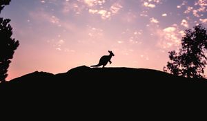 Превью обои kangaroo, silhouette, sky, evening, hill