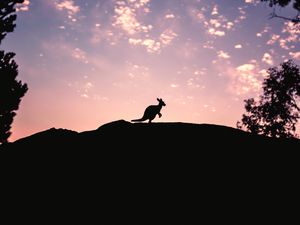 Превью обои kangaroo, silhouette, sky, evening, hill