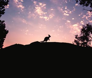 Превью обои kangaroo, silhouette, sky, evening, hill