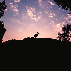 Превью обои kangaroo, silhouette, sky, evening, hill