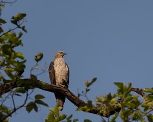 Превью обои канюк, птица, дерево, ветки, листья