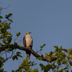 Превью обои канюк, птица, дерево, ветки, листья