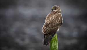 Превью обои канюк, птица, дикая природа, дерево