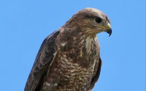 Превью обои канюк, птица, клюв, перья, ветка, листья