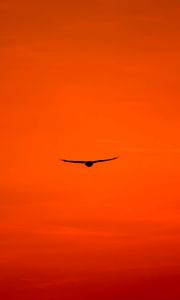 Превью обои канюк, птица, небо, полет, оранжевый, яркий, крылья, ястреб, хищник