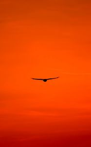 Превью обои канюк, птица, небо, полет, оранжевый, яркий, крылья, ястреб, хищник