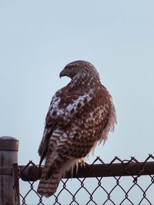 Превью обои канюк, птица, взгляд, забор